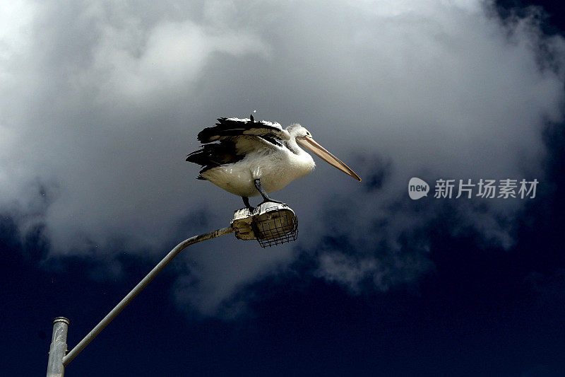 鹈鹕(Pelecanus conspicillatus)